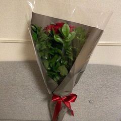 バラ(生花)の画像