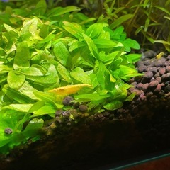 ゴールデンチェリーシュリンプの若エビ 12月⑥の画像