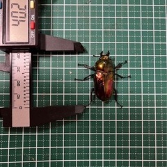 ニジイロクワガタ♂1♀2の画像