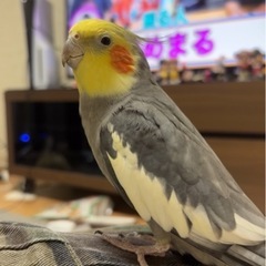 オカメインコ探してます