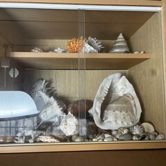 昔趣味で集めていた貝殻差し上げます。の画像