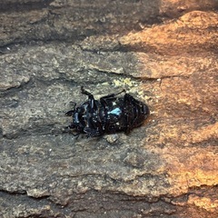 種親オス86ミリ　国産オオクワガタ 能勢 SR血統　即ブリ♀46.7ミリの画像