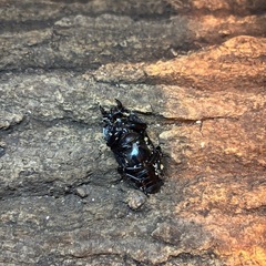 種親オス86ミリ　国産オオクワガタ 能勢 SR血統　即ブリ♀フリーサイズの画像