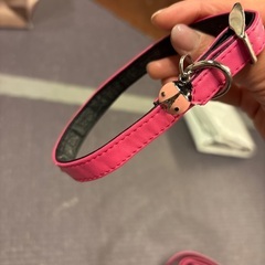 犬　リードセットの画像