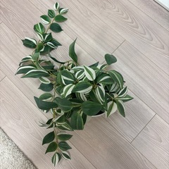 観葉植物の画像