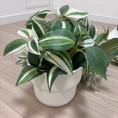 観葉植物の画像