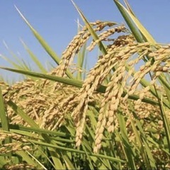 残り③袋　和歌山県産きぬむすめ玄米30kgの画像