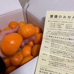 【残りわずか】愛媛みかんの画像