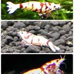 【特選】RED ファンシータイガーシュリンプ  太極 純血 ハイグレード個体 1匹 〜 の画像