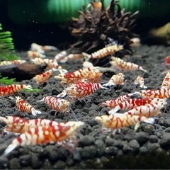 【特選】RED ファンシータイガーシュリンプ  太極 純血 ハイグレード個体 1匹 〜 の画像