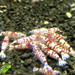 【特選】RED ファンシータイガーシュリンプ  太極 純血 ハイグレード個体 1匹 〜 の画像