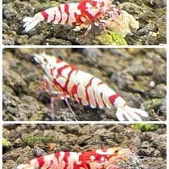 【特選】RED ファンシータイガーシュリンプ  太極 純血 ハイグレード個体 1匹 〜 の画像