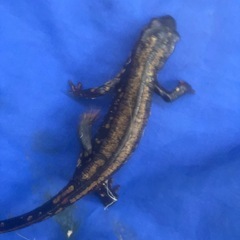 自家繁殖CB強金箔個体シリケンイモリ5匹10000円10匹20000円で販売しますの画像