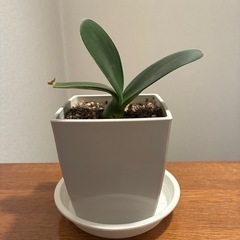 マユハケオモト(眉刷毛万年青)苗の画像