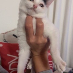 白黒メスの子猫ちゃん