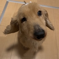 里親様お願いします