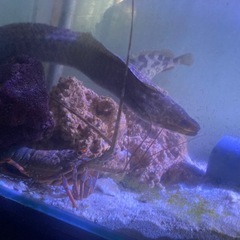 アミメウツボ、イセエビ、カサゴ二匹の画像