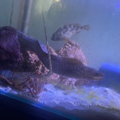 アミメウツボ、イセエビ、カサゴ二匹の画像