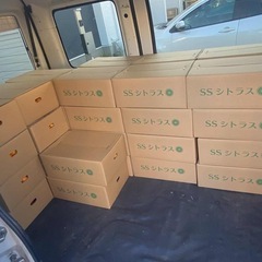 SSシトラスみかん5kgの画像