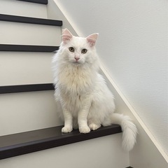 長毛のイケメン男子です❤️