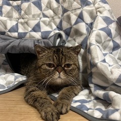 猫用コタツの画像