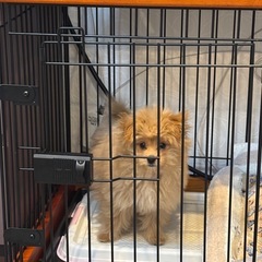 犬用ゲージの画像