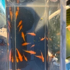 楊貴妃ダルマ、半ダルマ、ショート　画像の全て
の画像