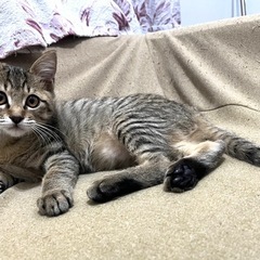 お目目まん丸の可愛い子です❤️