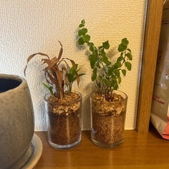 観葉植物 パキラの画像