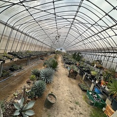 多肉植物オープンハウスの画像