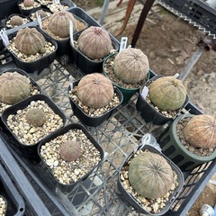 多肉植物オープンハウスの画像