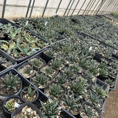 多肉植物オープンハウスの画像