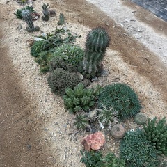 多肉植物オープンハウスの画像