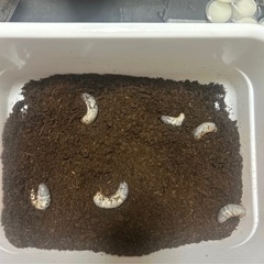 オキナワカブトムシ5匹　コバエシャッター小付き　の画像