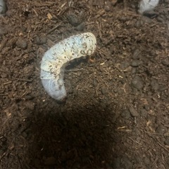 オキナワカブトムシ5匹　コバエシャッター小付き　の画像