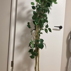 フェイクグリーン(フィカス 150cm OS605-5-352) ニトリの画像