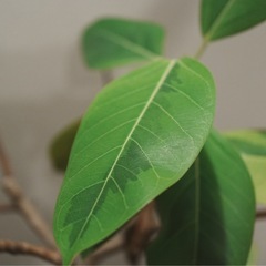 ウンベラータ 曲がり 10号鉢　観葉植物の画像