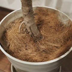 ウンベラータ 曲がり 10号鉢　観葉植物の画像