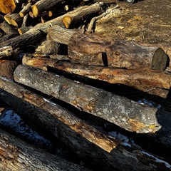 薪の原木の画像