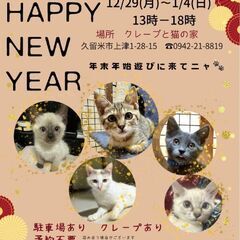 保護猫譲渡会12/29日(月)〜1/4日(日)