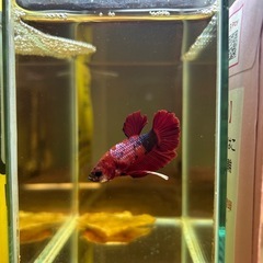 ②ベタ プラカット オスの画像