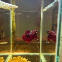 ②ベタ プラカット オスの画像