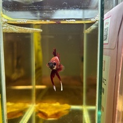 ②ベタ プラカット オスの画像