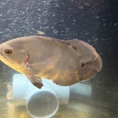 wildオスカー イガラッペアスー type1の画像