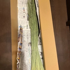 しめ飾り用藁　青刈り藁の画像