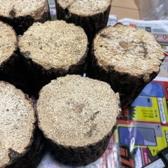 産卵木　クワガタAの画像