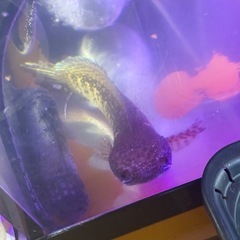 バイオレットスネークヘッドの画像