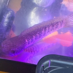 バイオレットスネークヘッドの画像