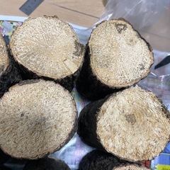 産卵木　クワガタBの画像