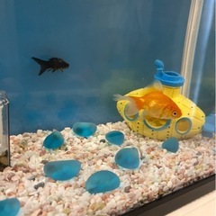 金魚（出目金）の画像